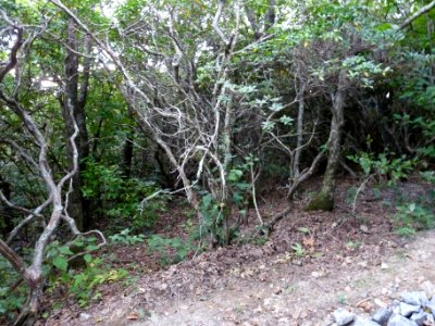 Brasstown Bald photo