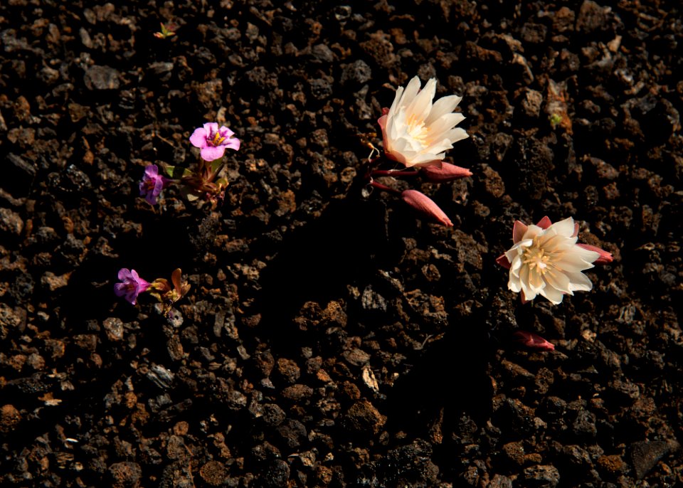 Bitterroot and Dwarf Monkeyflower Growing in Volcanic Cinders