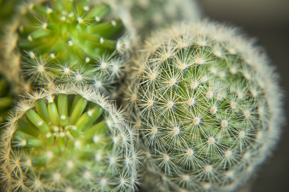 Green nature succulent