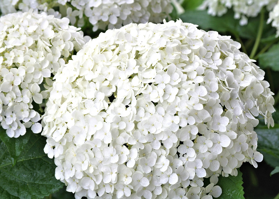 Garden nature summer