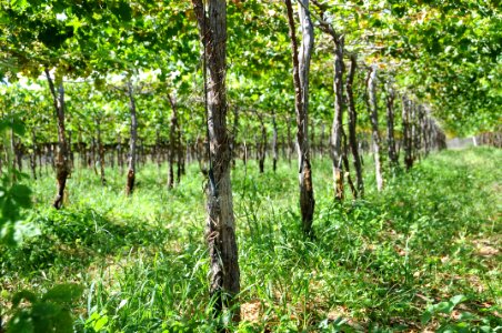 Codevasf investe em irrigação