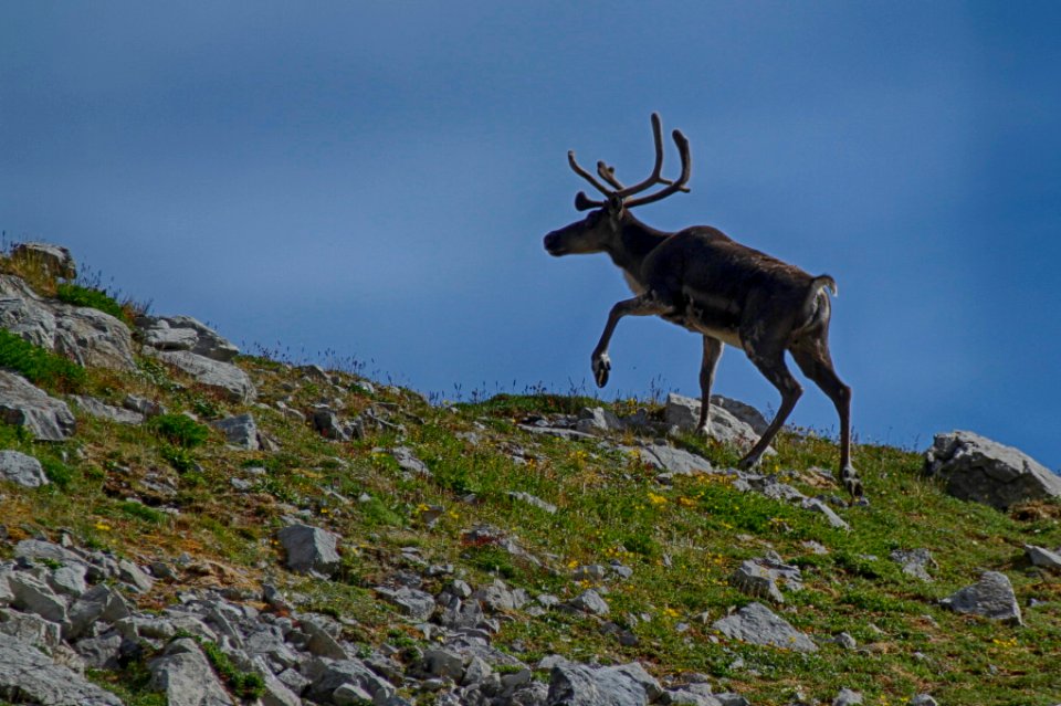 Ridge-walking caribou