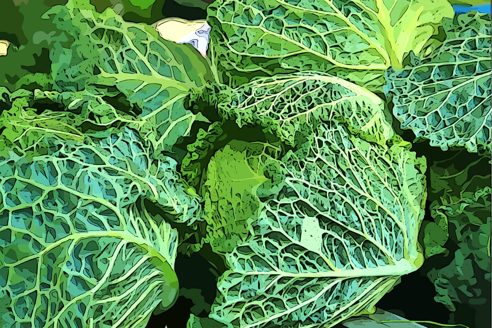 Brassica vegetables healthy vitamins