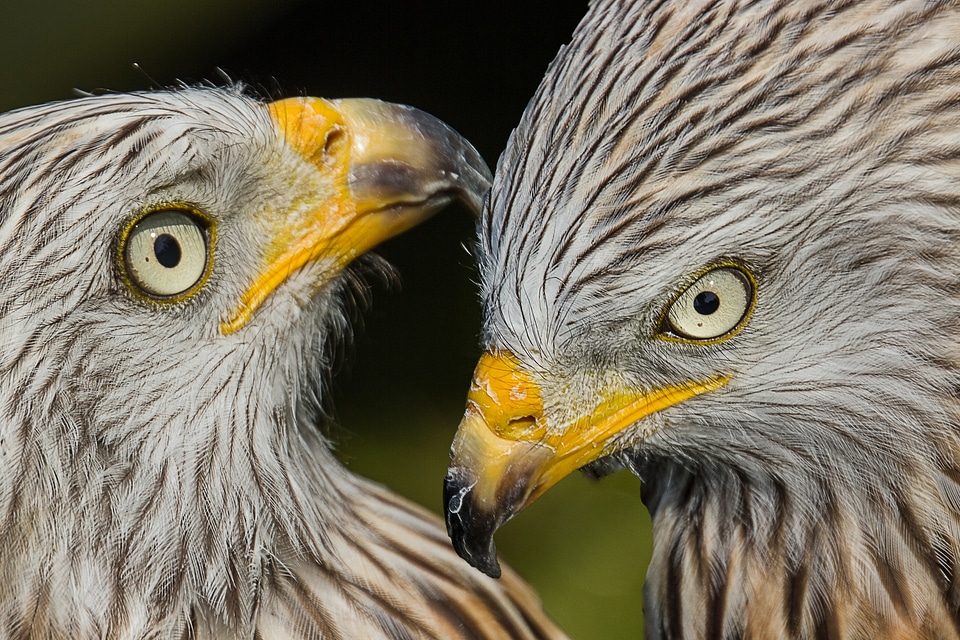 Birds of prey birds predator