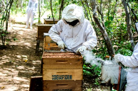 Codevasf incentiva apicultura