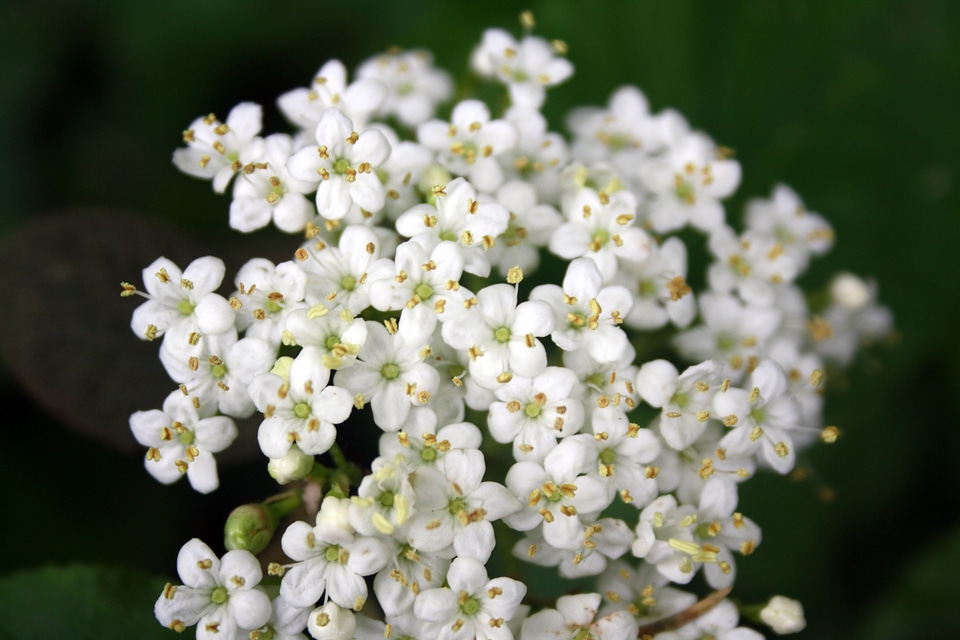 Bloom white inflorescence
