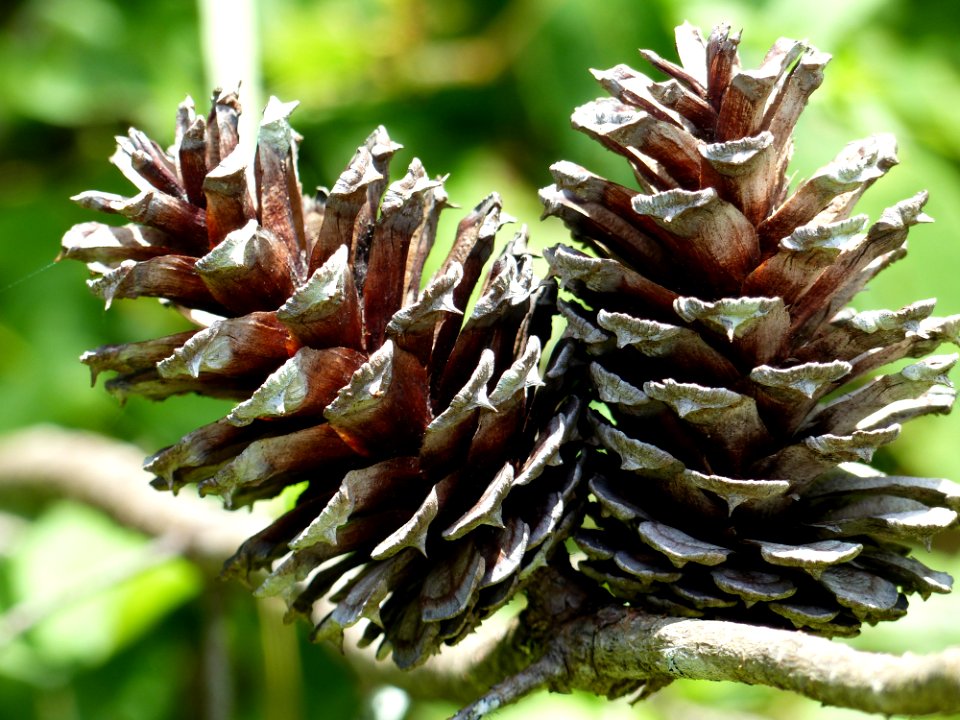 Pine cones