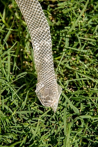 Pattern green grass
