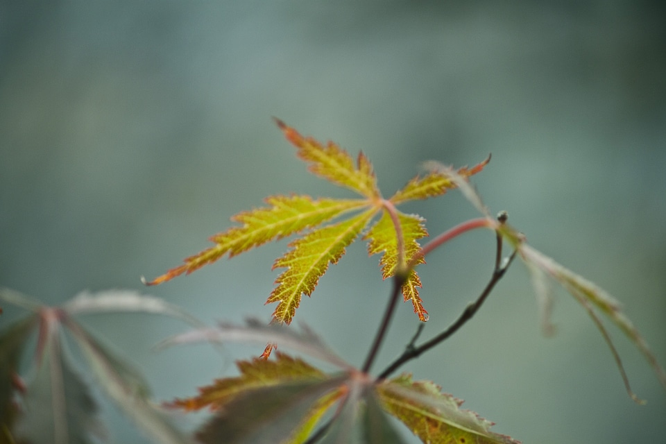 Leaves plant nature