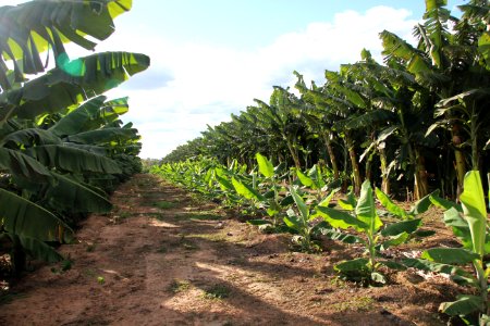Regularização ambiental é tema de encontro entre representantes de Codevasf e Inema
