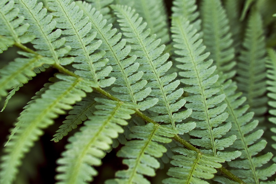 Nature leaf plant