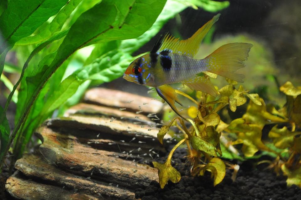 Reproduction breeding ramirezi