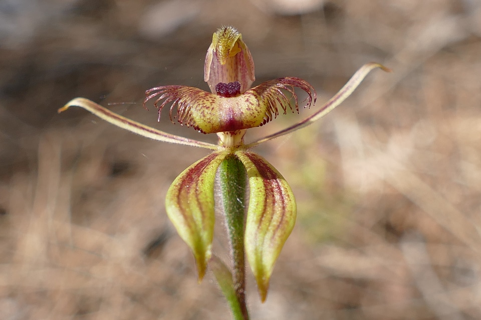 Nature orchidaceae wildflower