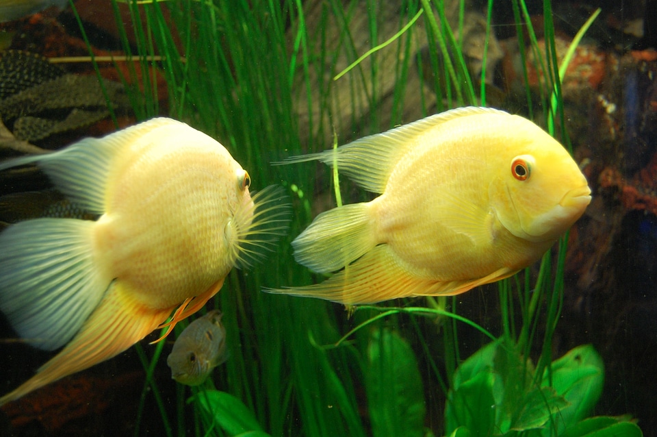 Underwater world underwater yellow