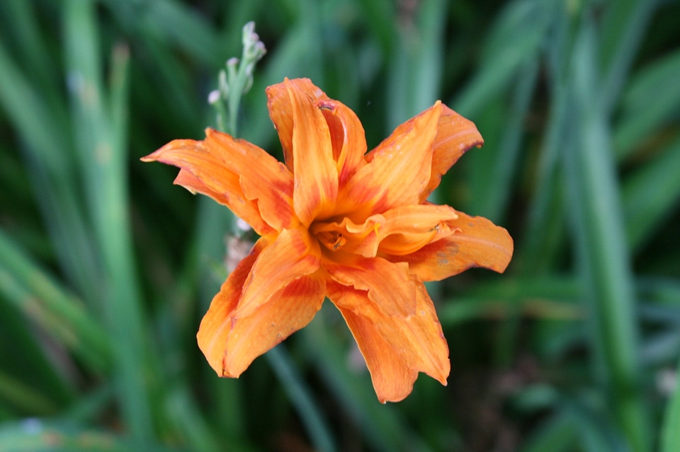 Orange flower flowers isolated flower isolated