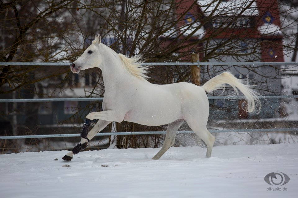 DschehimOSEI2573