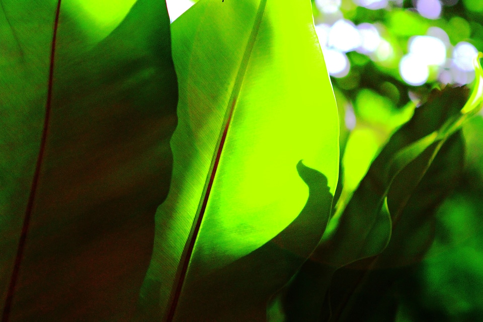 Green leaves green leaf nature photo