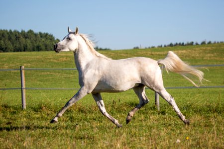 Shamao 20164096
