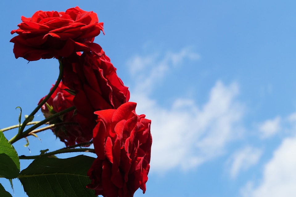 Red plant garden rose