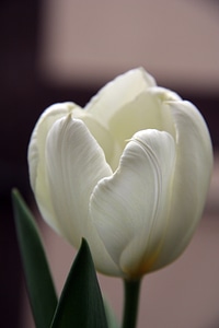 White flower nature