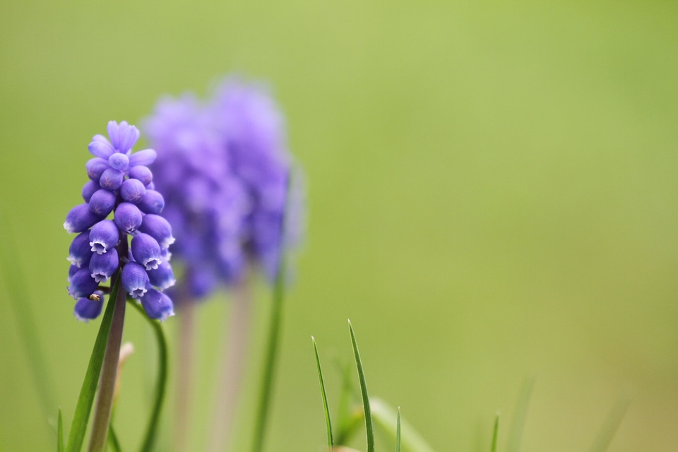 Flower bloom spring
