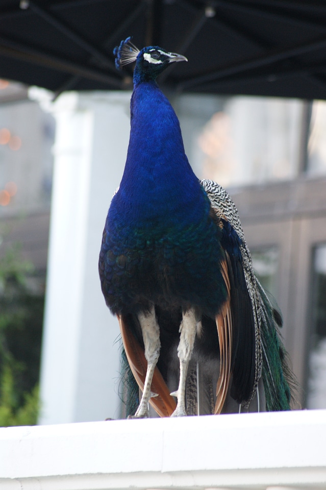Tivoli zoo park