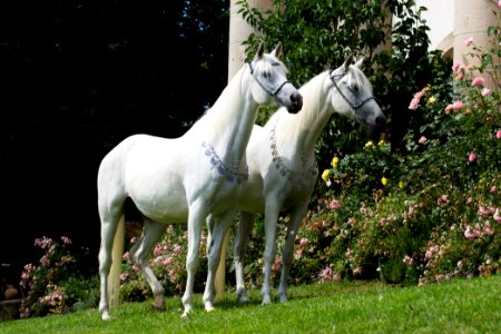 Stuten OS173374