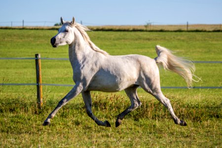 Shamao 20163955