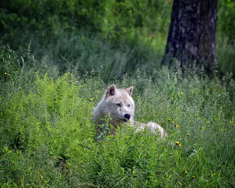 Animal nature predator