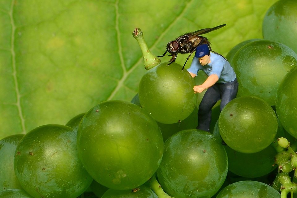 Fly green grapes small world