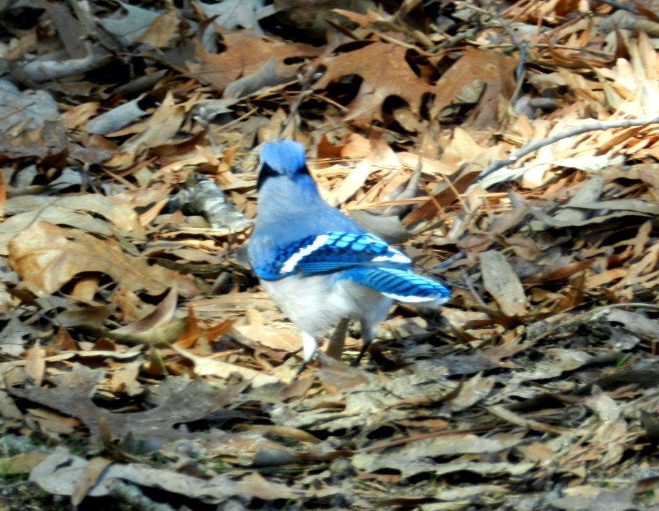 Day 51 - Blue Jay Way