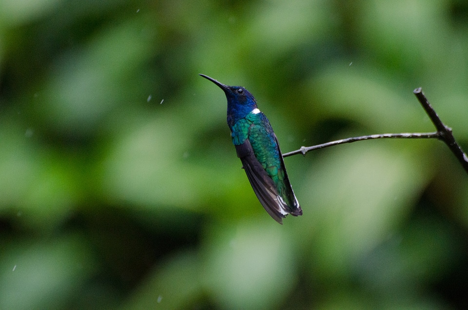 Wildlife natural avian