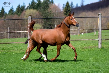 Saabirah 20161168
