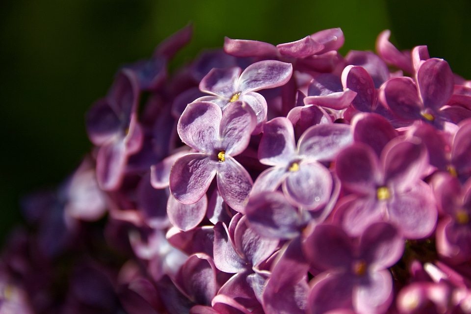Bloom flower plant