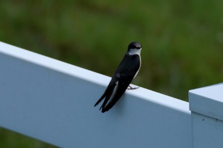 DSC00840