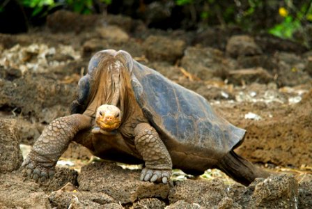 Pinta Island Giant Galapagos Tortoise photo