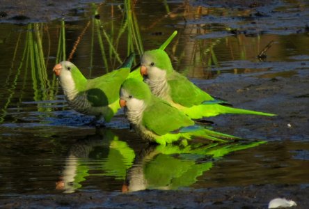 Monk Parakeets photo