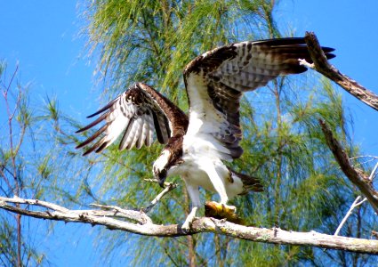 Osprey