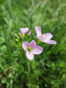 Wildflower flora botany