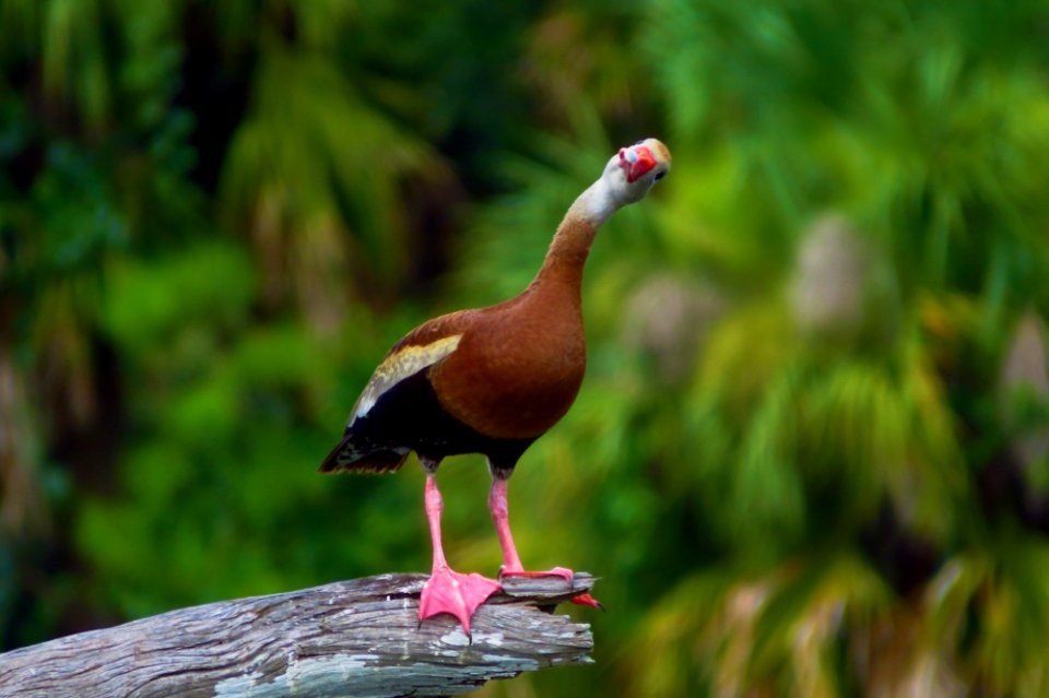 Black-bellied Whistling Duck