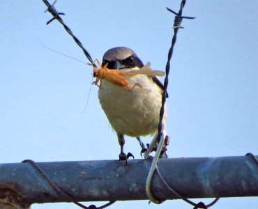 Loggerhead Shrike