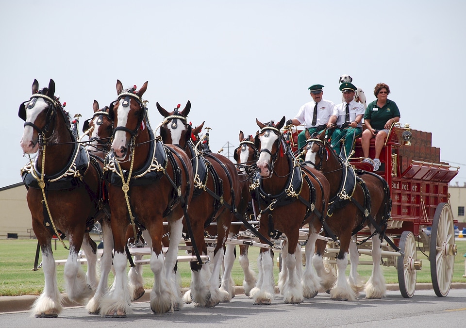 Carriage transport animals