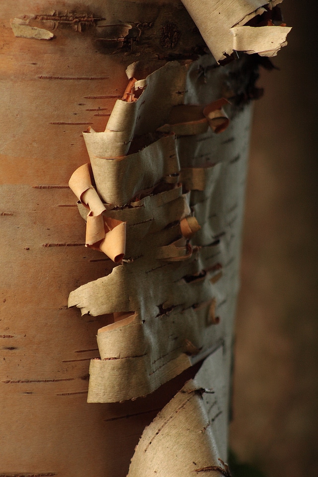 Wood bark tree trunk nature