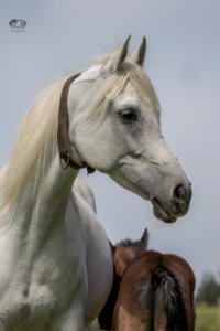 Dahi 20163086