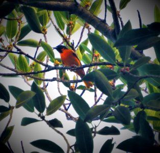 Baltimore Oriole