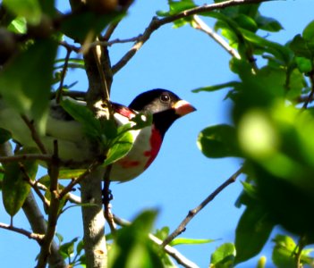 Rose-breasted Grosbeak photo