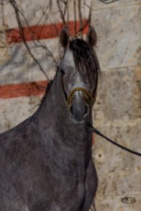 WM Malakil 20160827