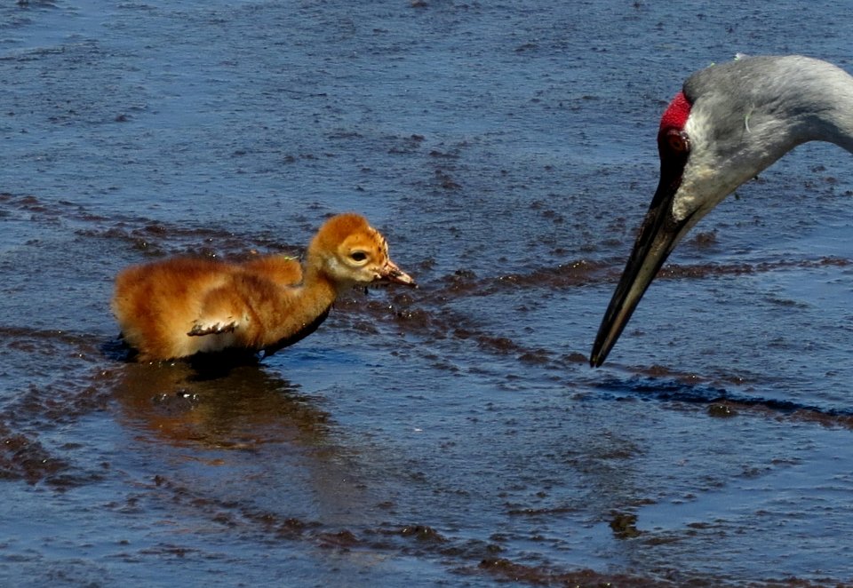 Sandhill Crane family