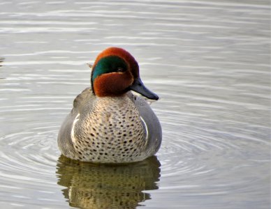 Green-winged Teal photo