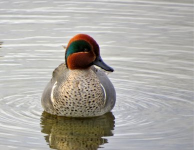 Green-winged Teal